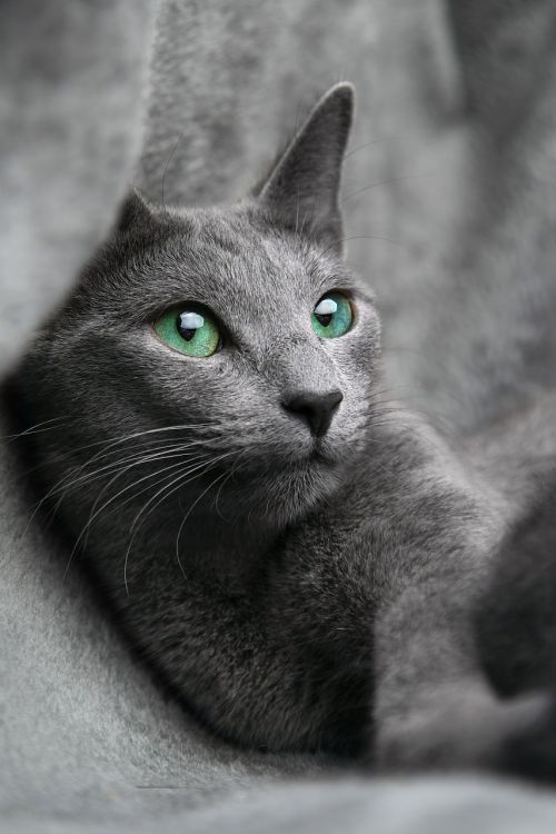 cat russian blue
