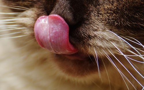 cat british shorthair snout