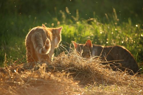 cat mieze kitten