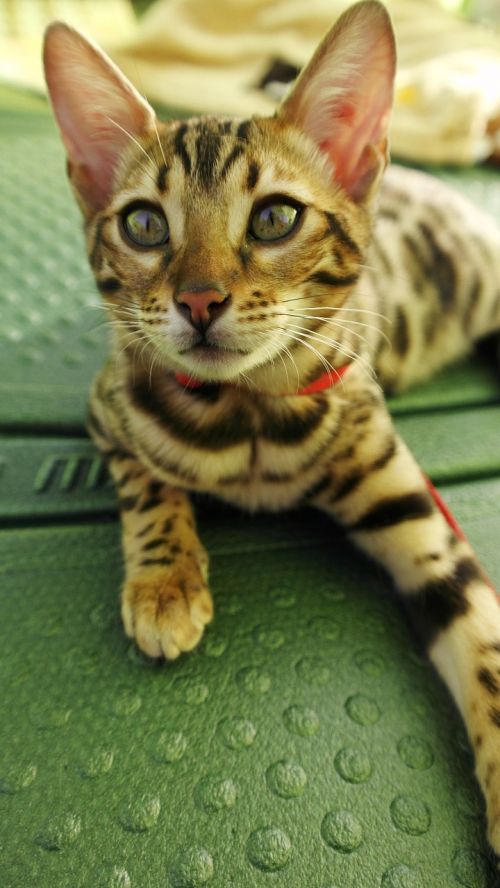 cat bengal cute