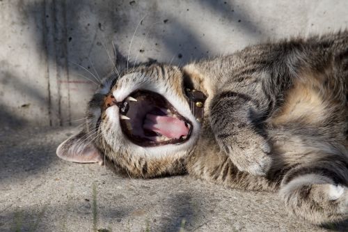 cat tiger yawn