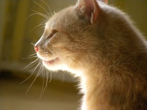 domestic cat cat red