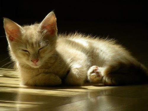 red cat sleeping cat cat