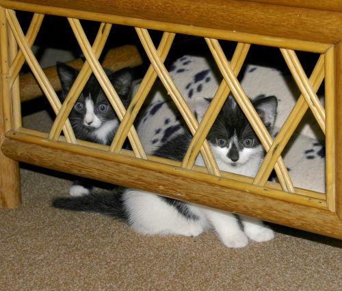 cat kittens hidden