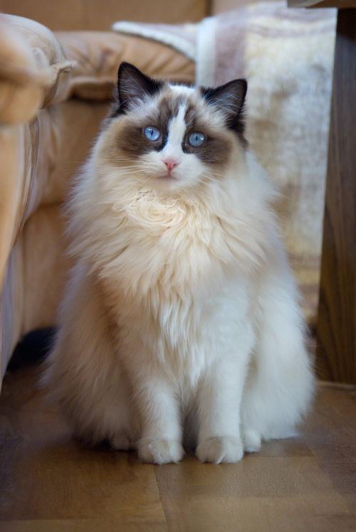 cat ragdoll sweet