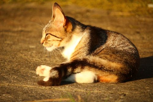 cat kitten mackerel