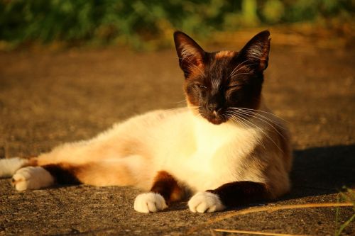 cat siamese cat siamese