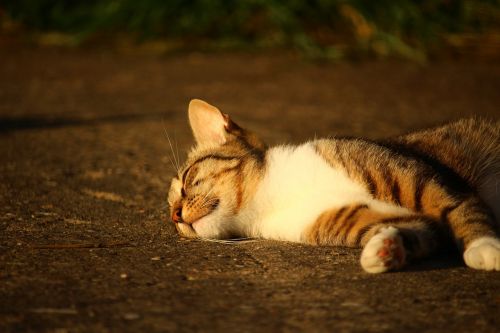 cat kitten mackerel