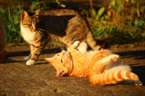 cat kitten mackerel