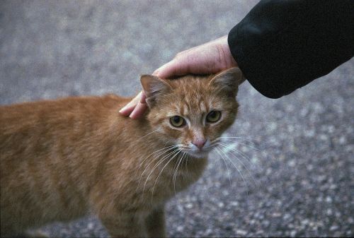 cat petting ginger