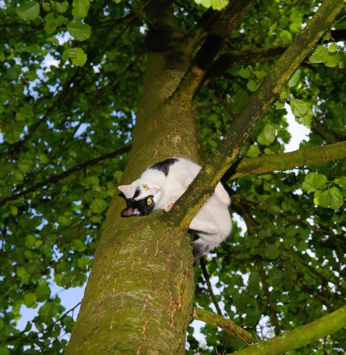 cat tree climb