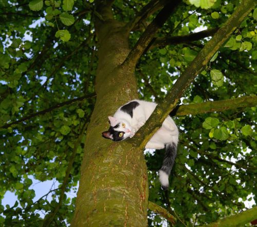 cat tree climb