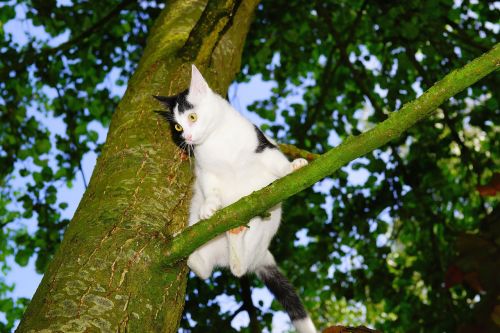 cat tree climb