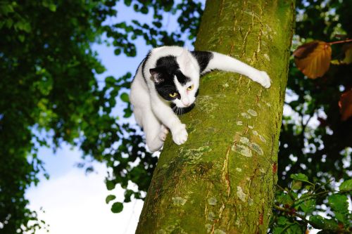 cat tree climb