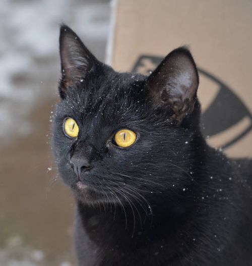 cat snow close up