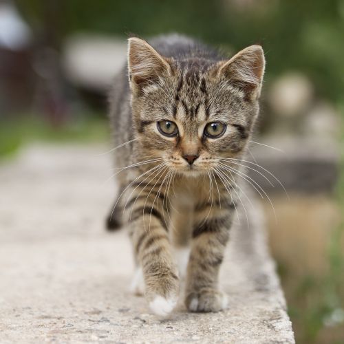 cat tabby outdoors