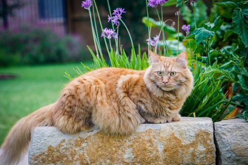 cat maine coon cat cute