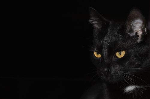 cat black background cat eyes