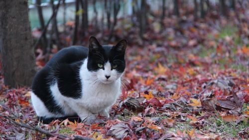 cat autumn animal