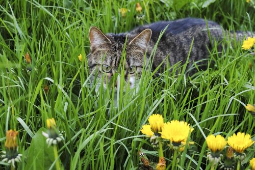 cat grass kitten