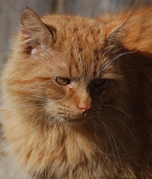 cat red domestic cat