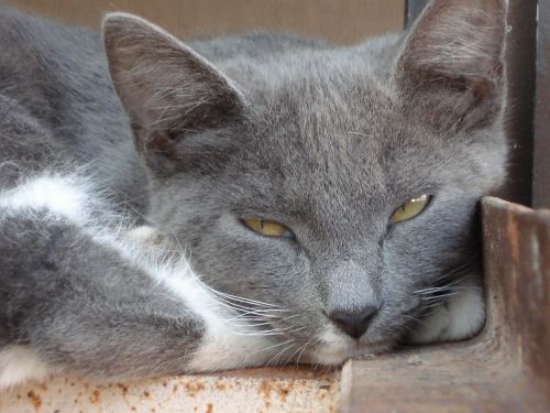cat sleep grey