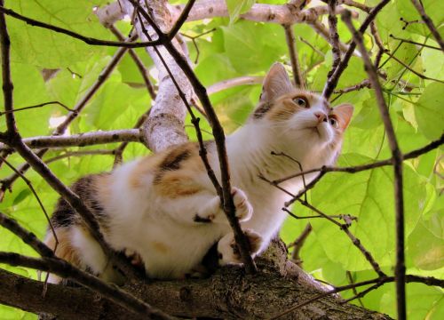cat tree climbing