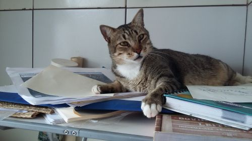 cat sleeper studies