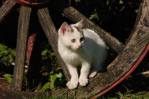 cat kitten white