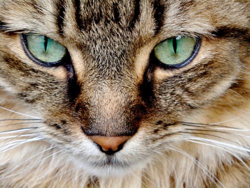 cat feline cat eyes