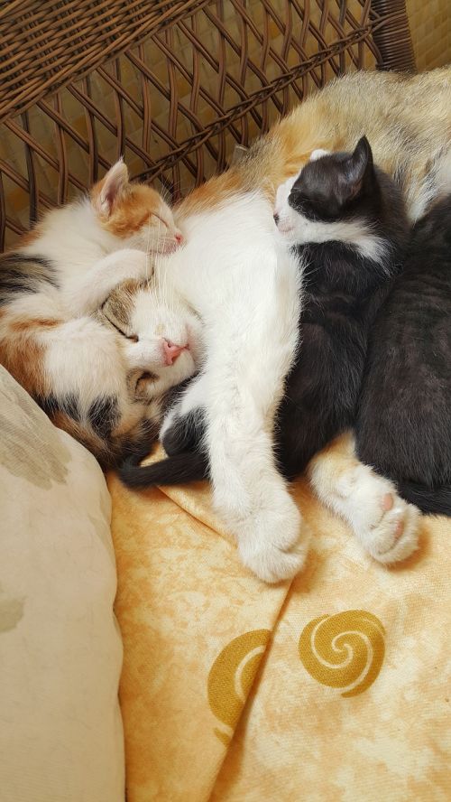 cat family baby