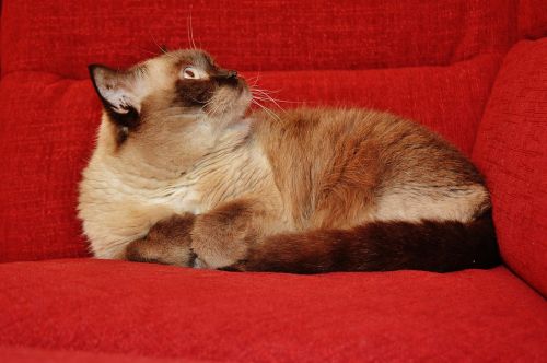 cat british shorthair mieze