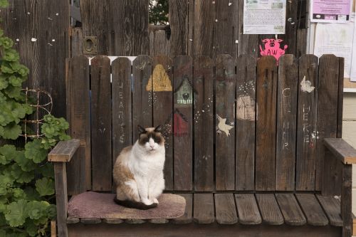 cat bench feline