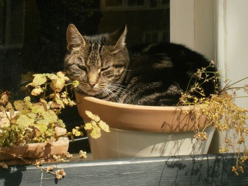 cat pet flower pot