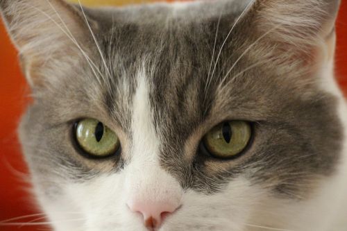 cat cat's eye feline