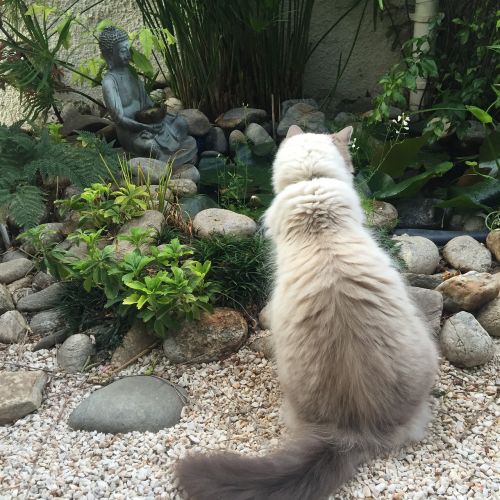 cat meditation buddha