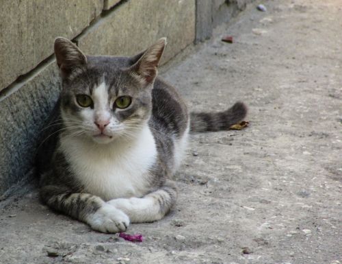 cat stray grey