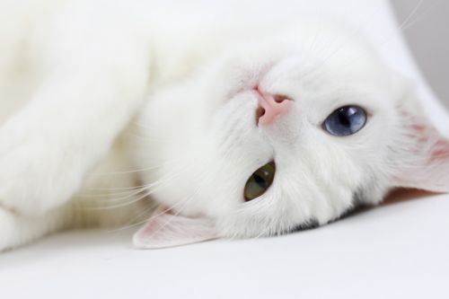 cat white cat lay