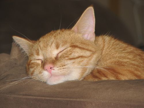 cat sleep orange