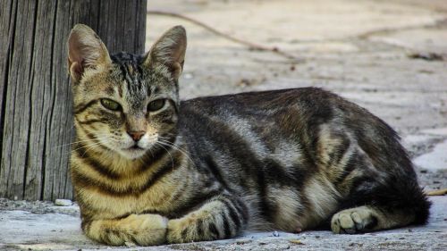 cat resting looking