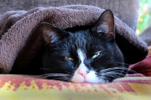 cat tired blanket