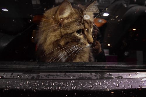 cat window car