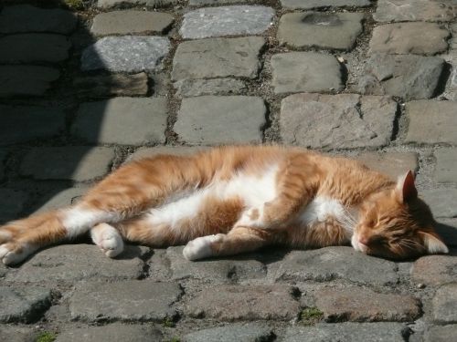 cat street sleeping