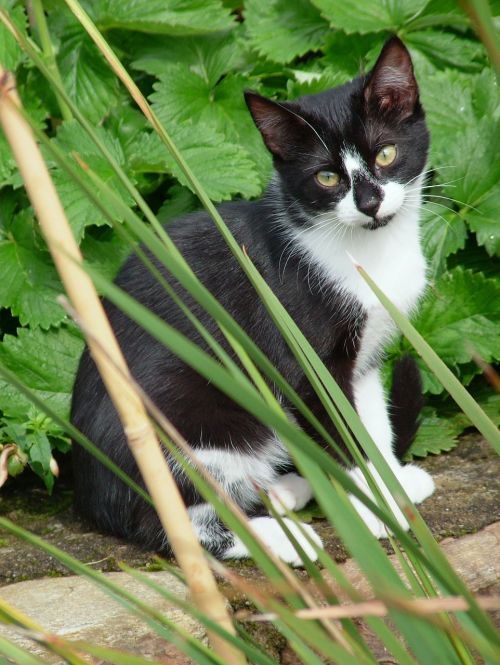 cat grass black and white