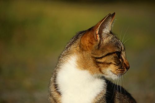 cat mieze kitten