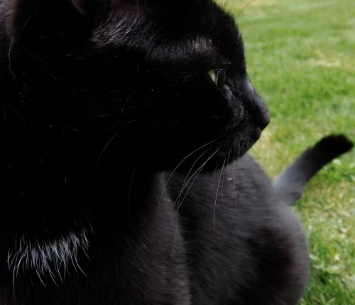 cat black cat focused