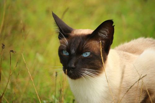 cat mieze siamese cat