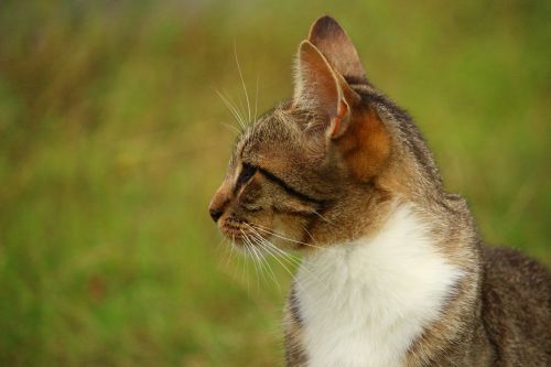 cat kitten mieze