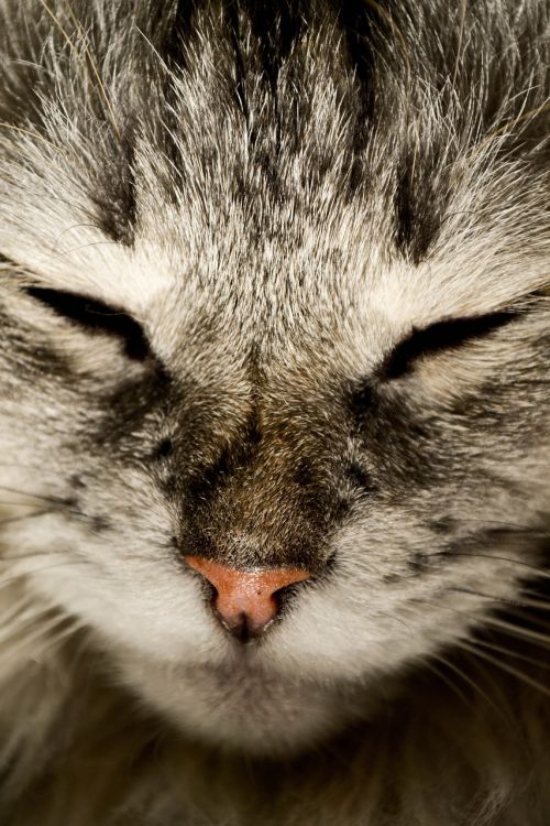 cat cat nose katzenschnautze