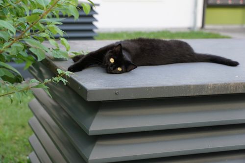 cat black animal